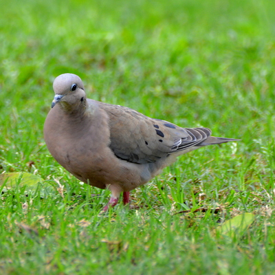 Purple-Winged Ground Dove